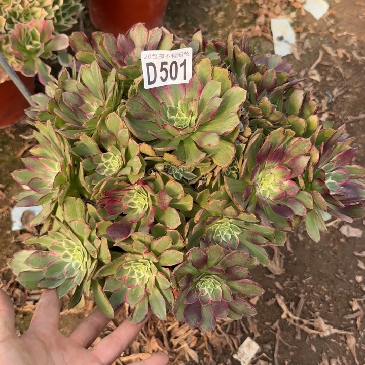 莲花……多肉植物……