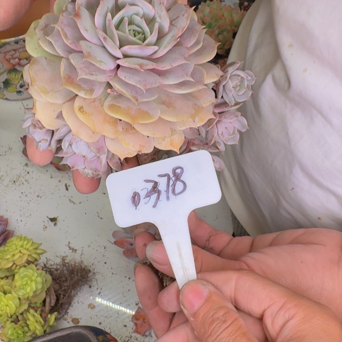 多肉植物的生长发育与