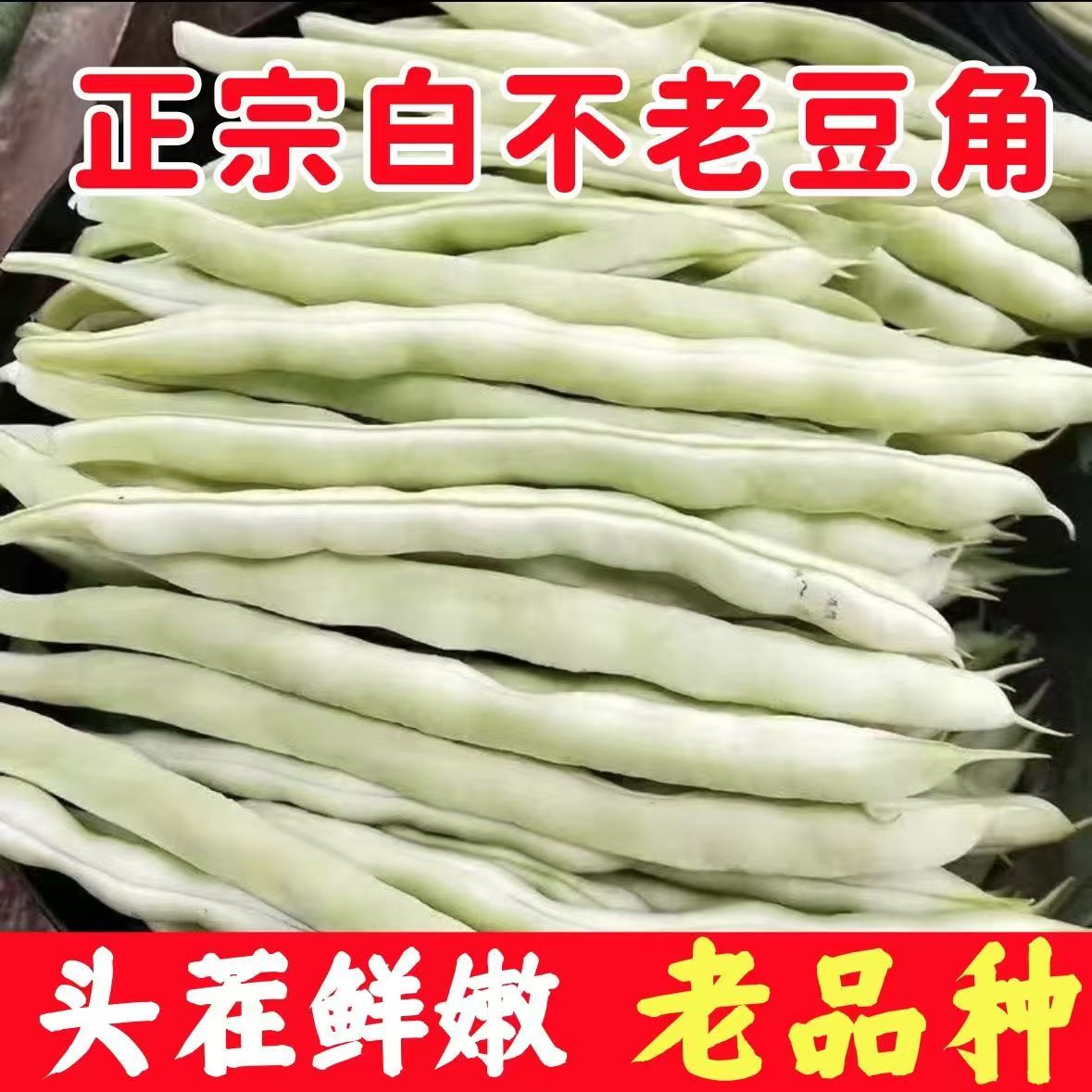 白不老云南豆角白大架新鲜当季蔬菜白芸豆芸豆现摘四季豆批发农家