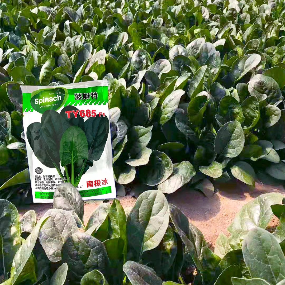 四季耐寒秋冬季肉菠菜大圆叶籽菠菜种子秋季播种黑亮耐抽