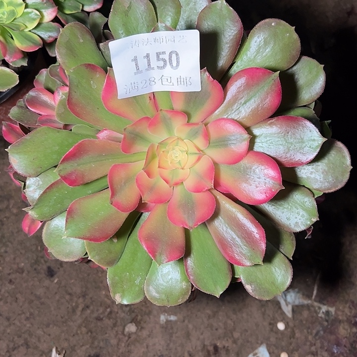 1150香妃多肉植物