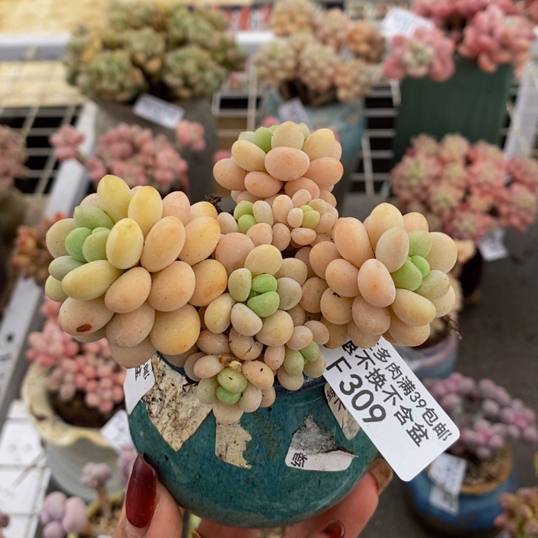 洛可可309/8cm多肉