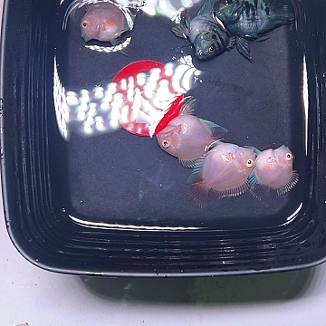 鹦鹉鱼2号两对胭脂粉一对宝蓝