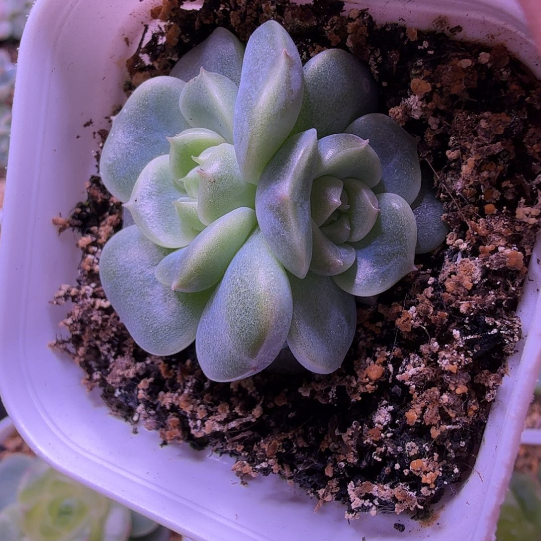 荔枝甜心叶插苗一物一拍