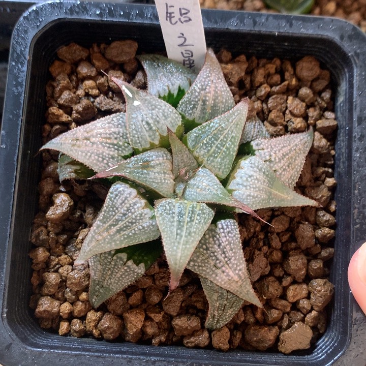 铝之星一物一拍带盆