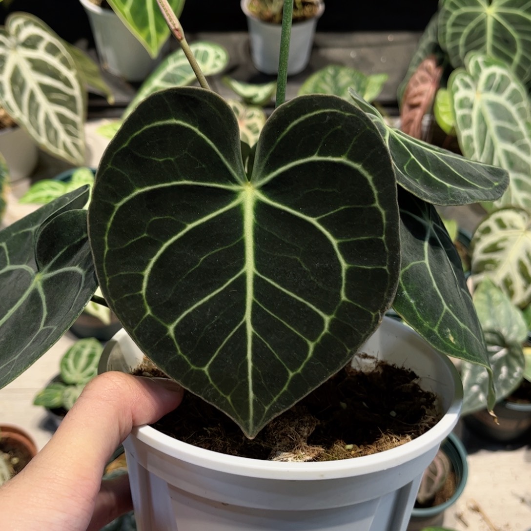 完全开放印尼克莱恩