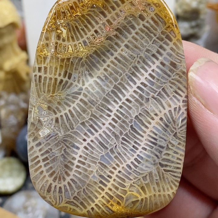 颈饰未镶嵌硅化珊瑚（珊瑚玉）