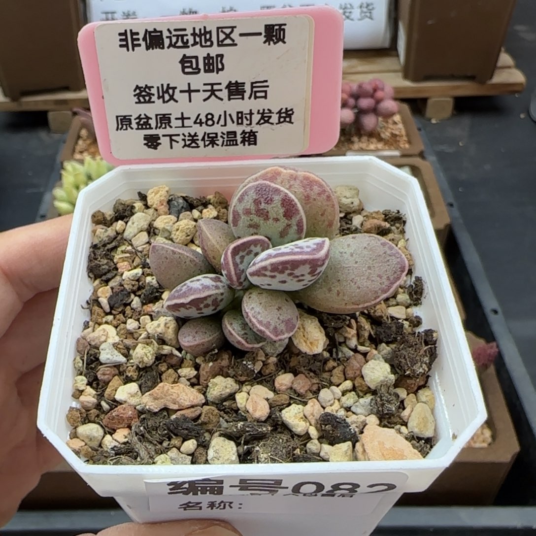 082艾薇蛋多肉植物