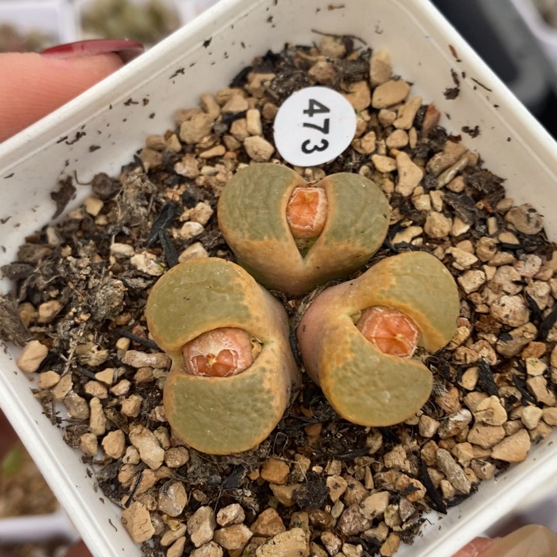 漂亮3头风铃（多肉植物