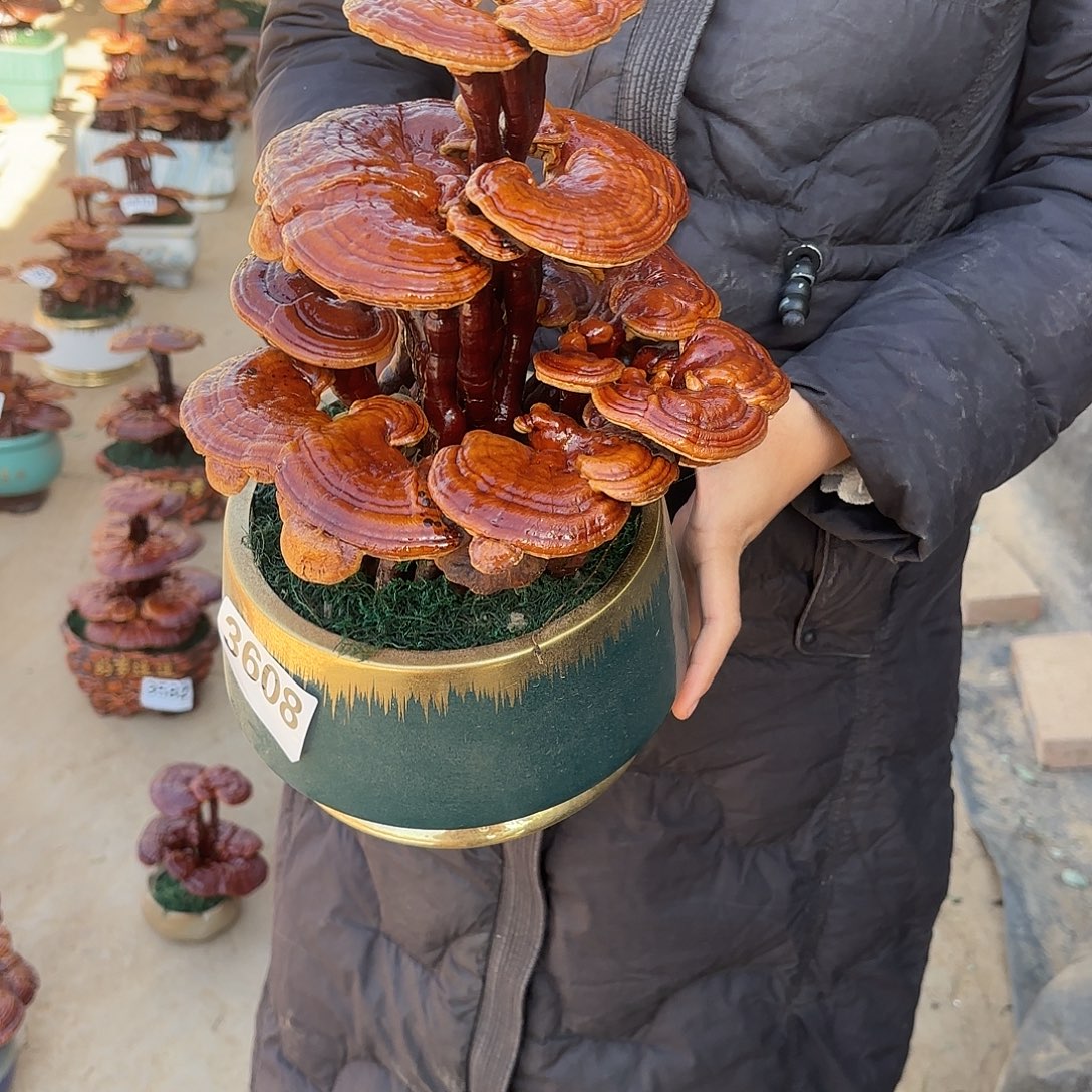 无花朵灵芝是我国著名植物