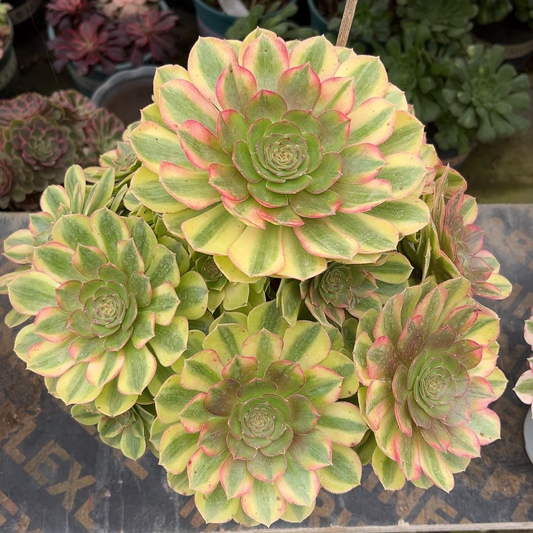 无花朵雨荷法师多肉植物漂亮