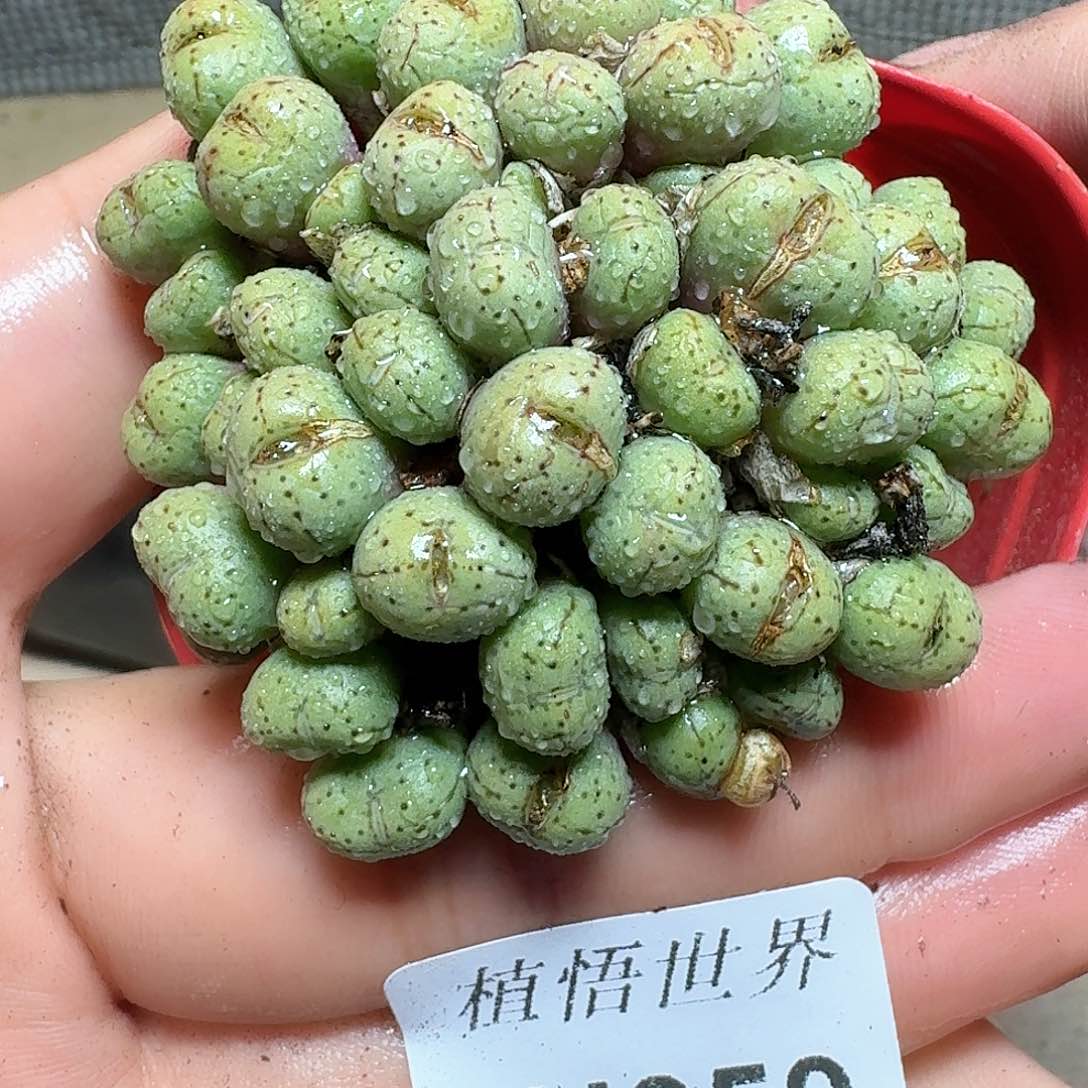 050号多肉植物哇cv v