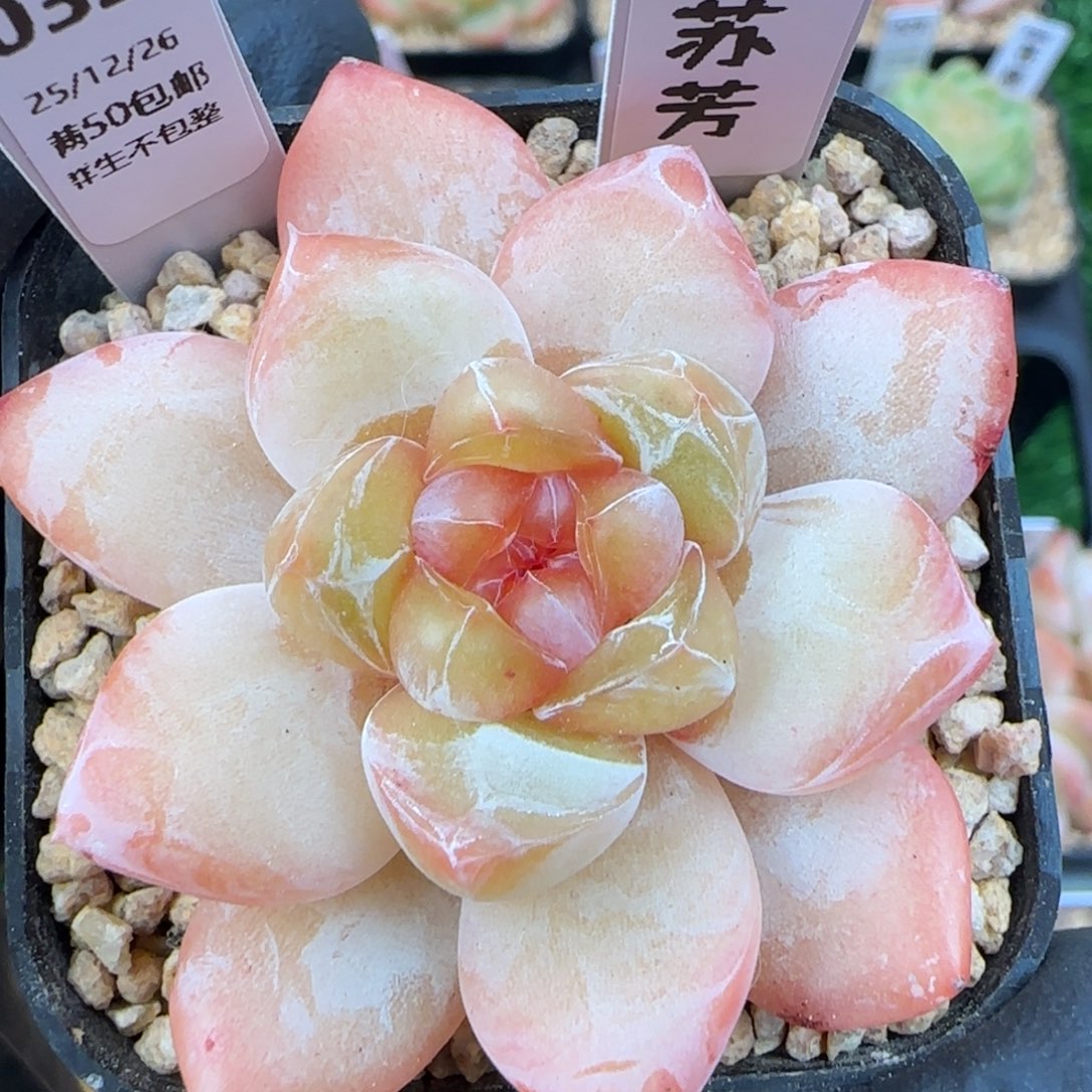 032   苏芳   5厘米盆