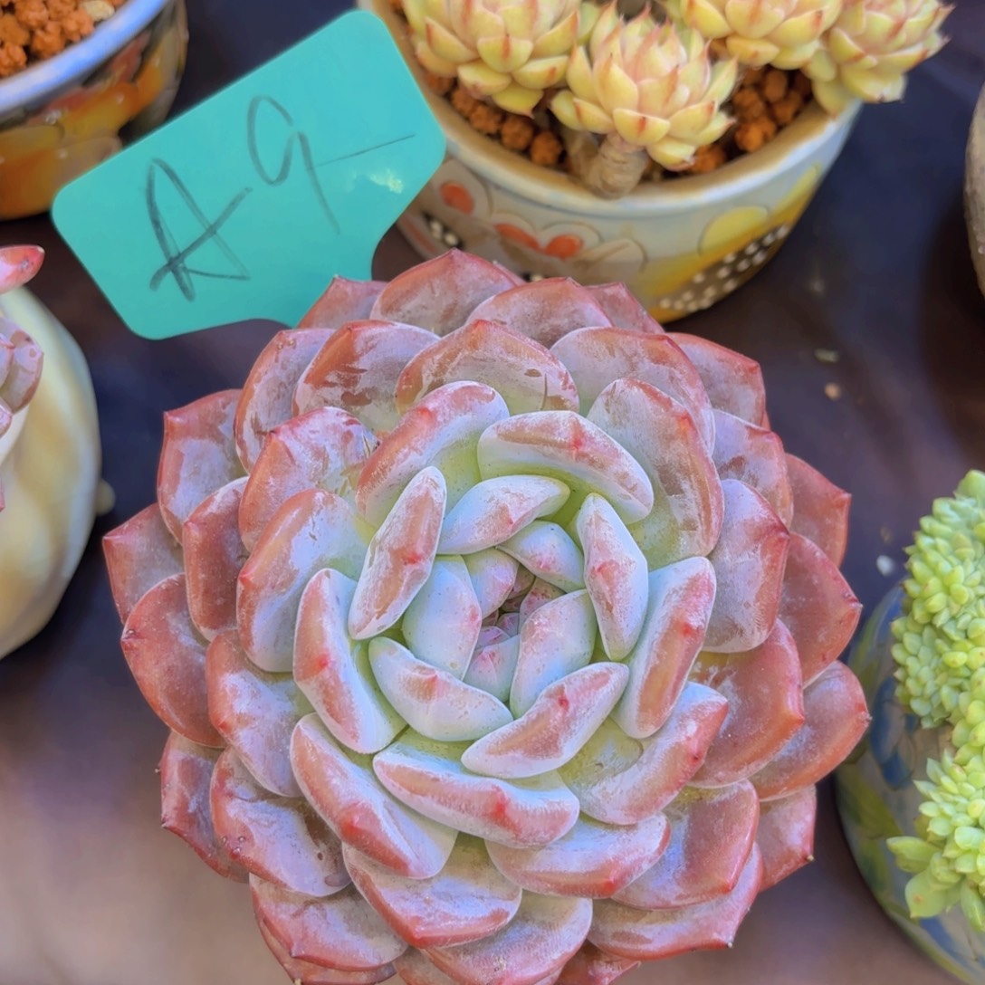 小***堡云南金致家精品多肉