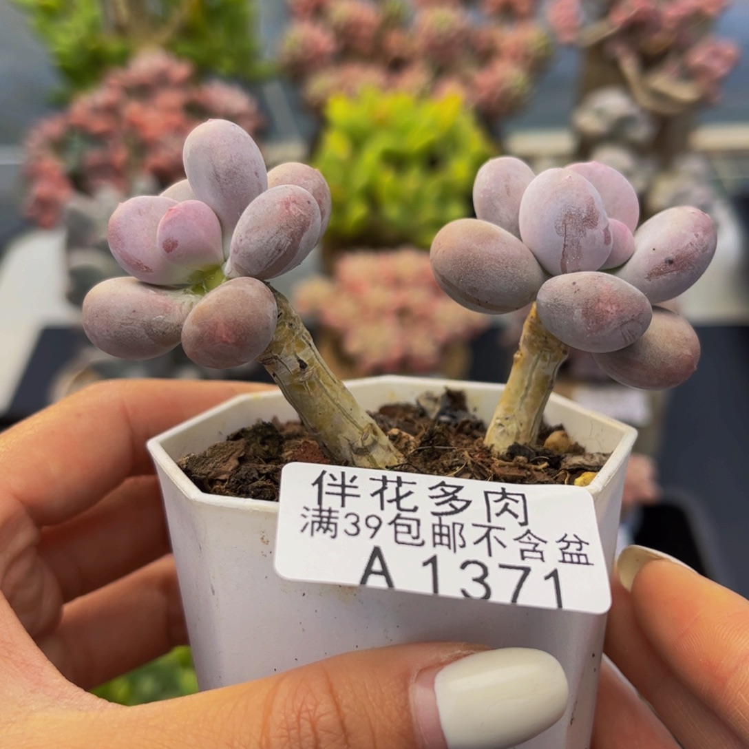 1371-彩虹奶多肉6cm