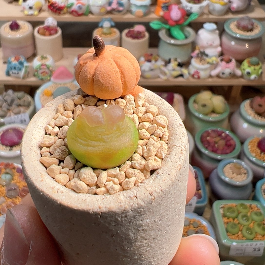 多肉植物56号拉登