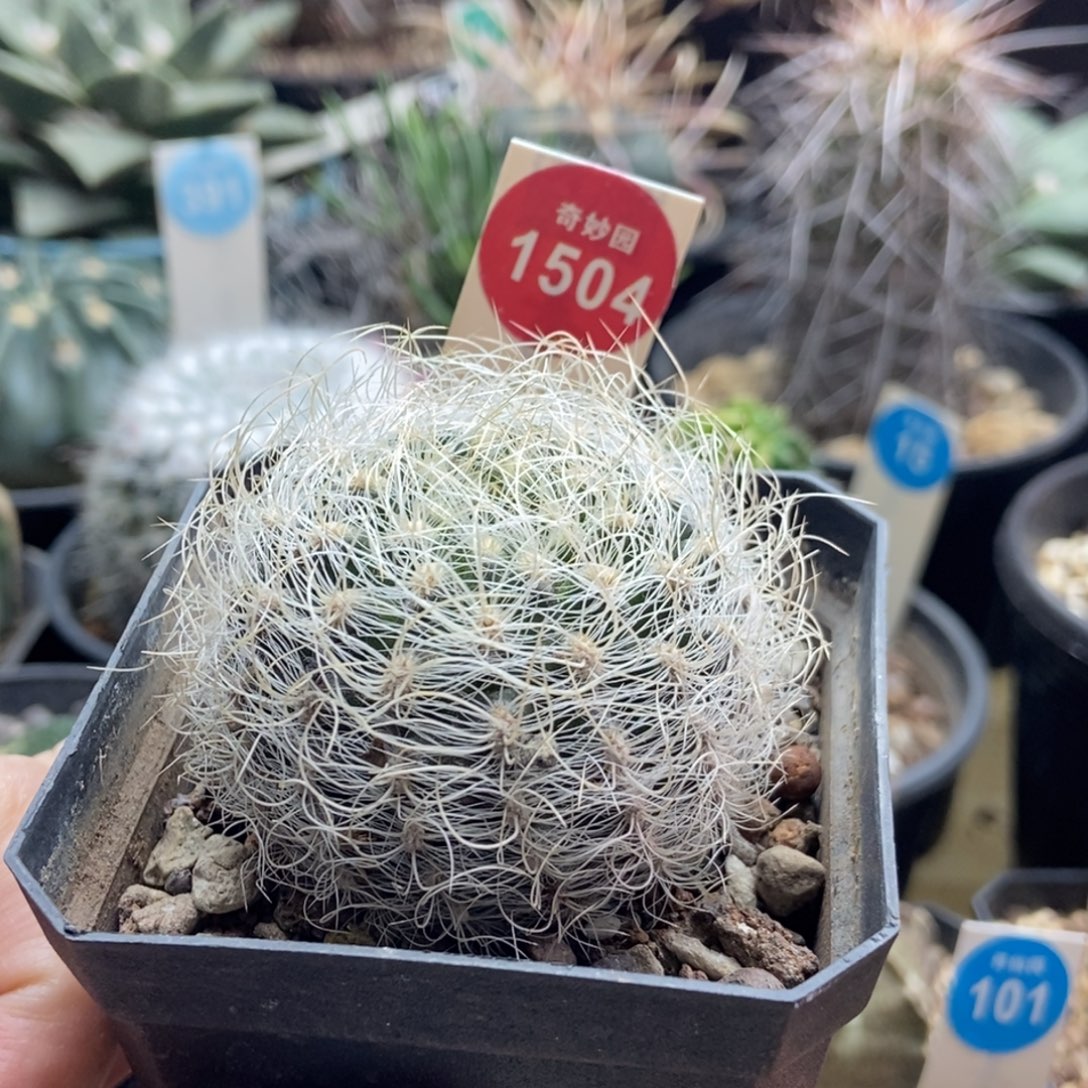 实生狂刺白翁玉 一棵