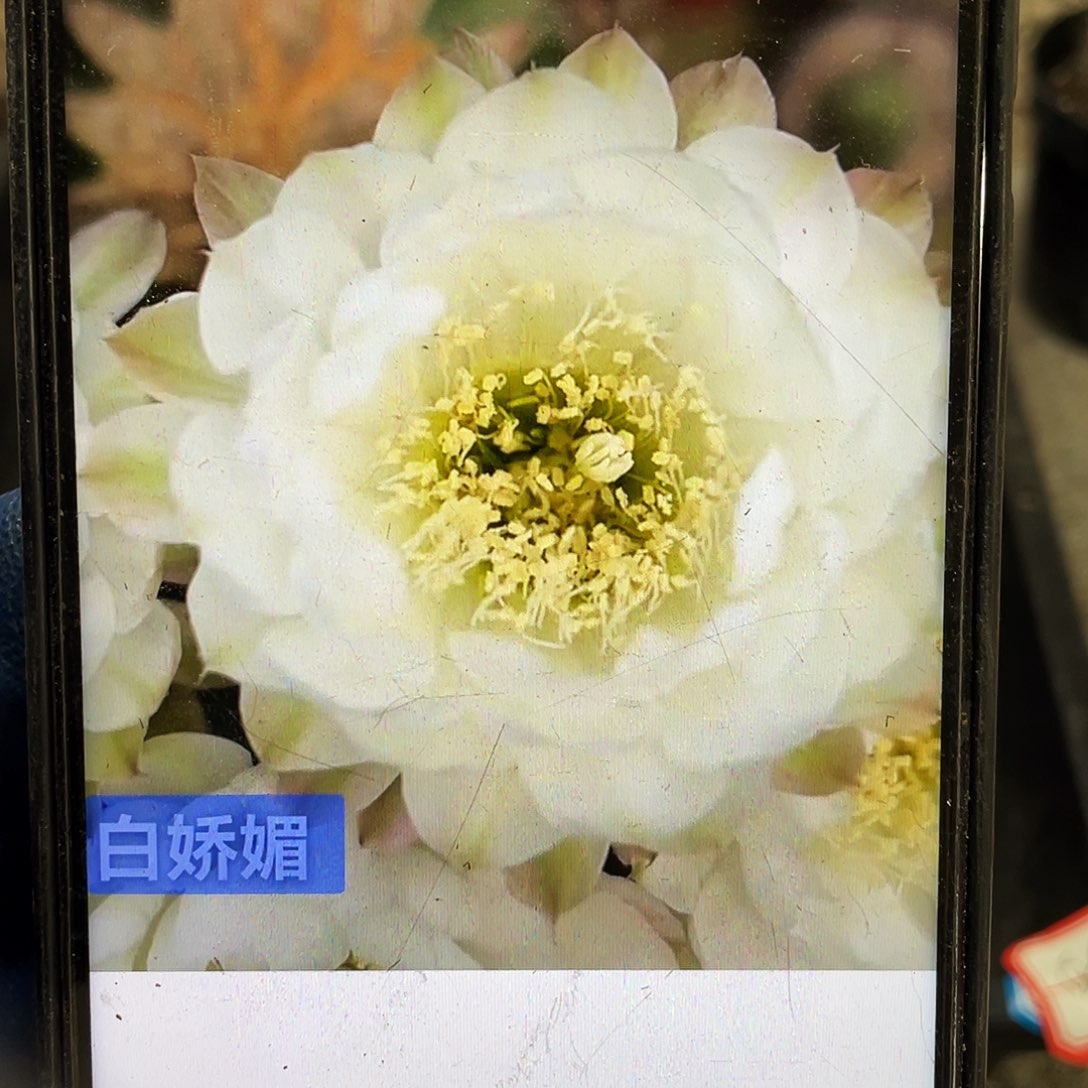 白娇媚侧芽歪4公分以上满18包邮