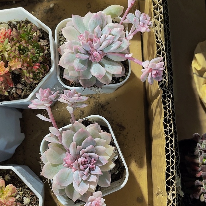 粉慢锦带盆土发货