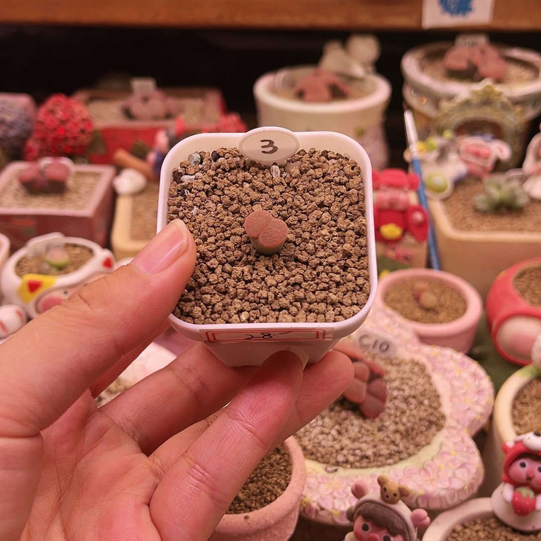 红网纹可带盆土发货