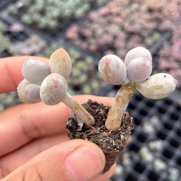 一物一拍满18包邮不包整