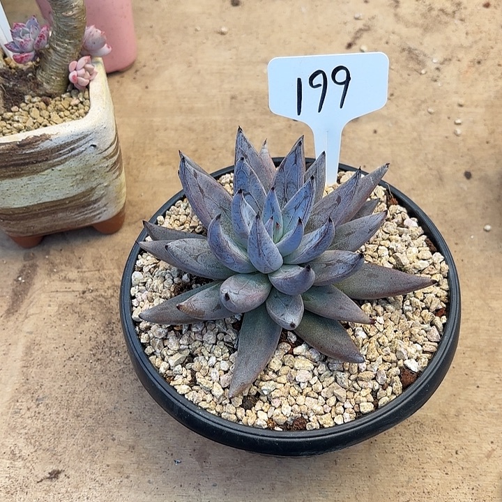 多肉植物，魔爪199号