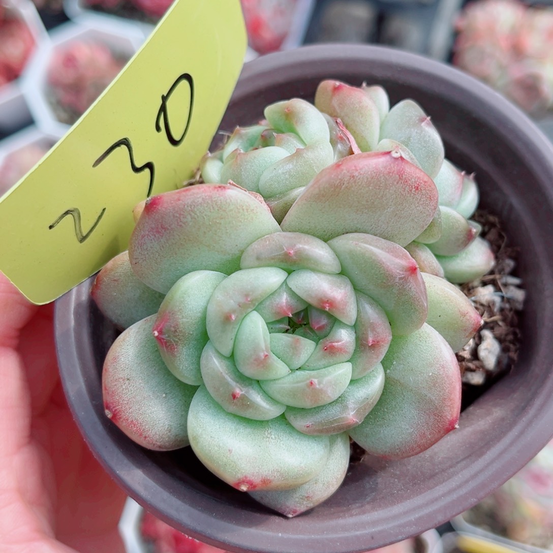 230号小老桩珍妮群