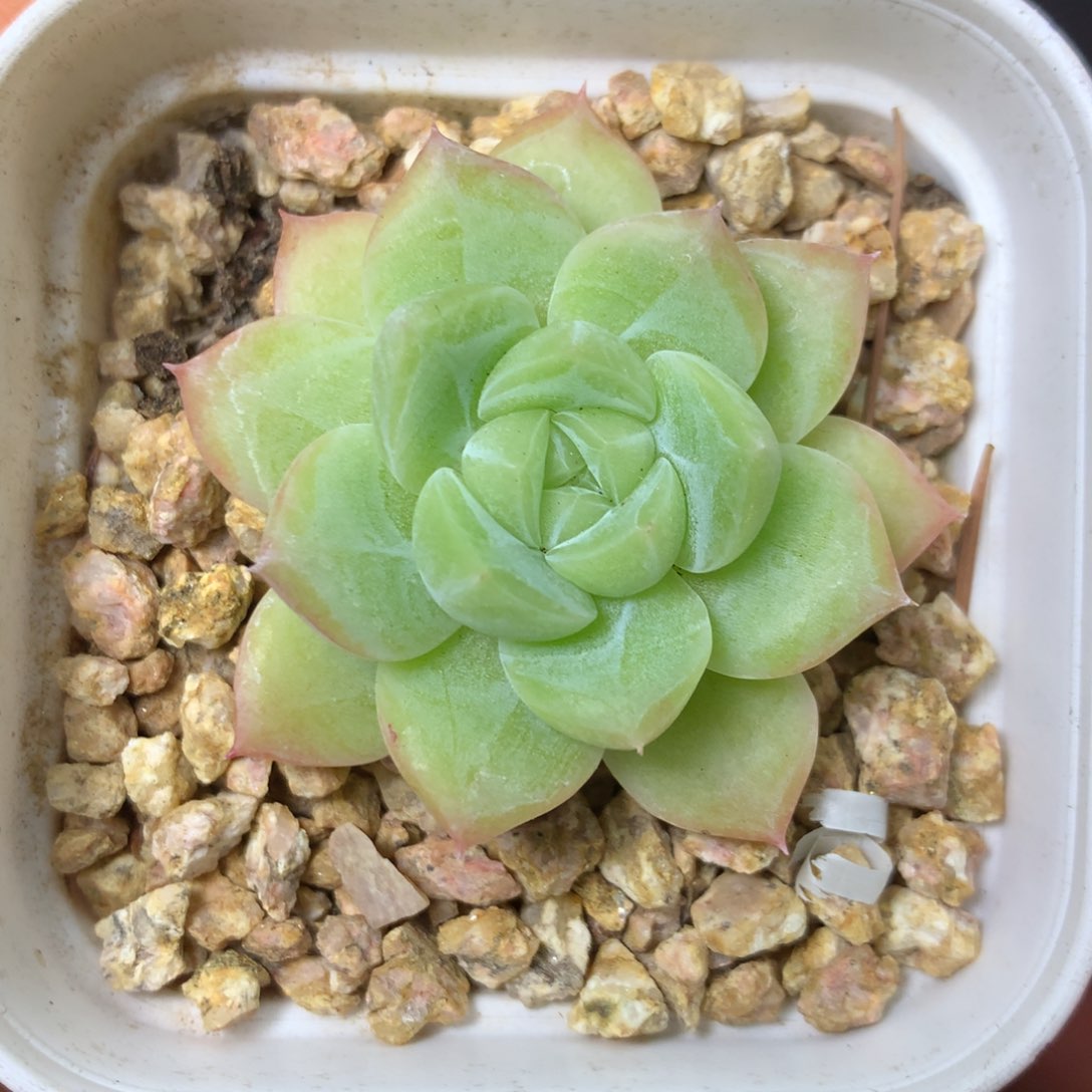 22 精品多肉一物一拍