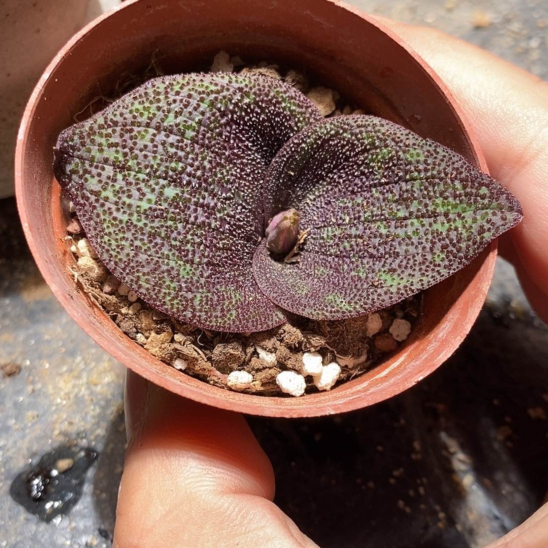 一颗紫镜。 买二送一。  