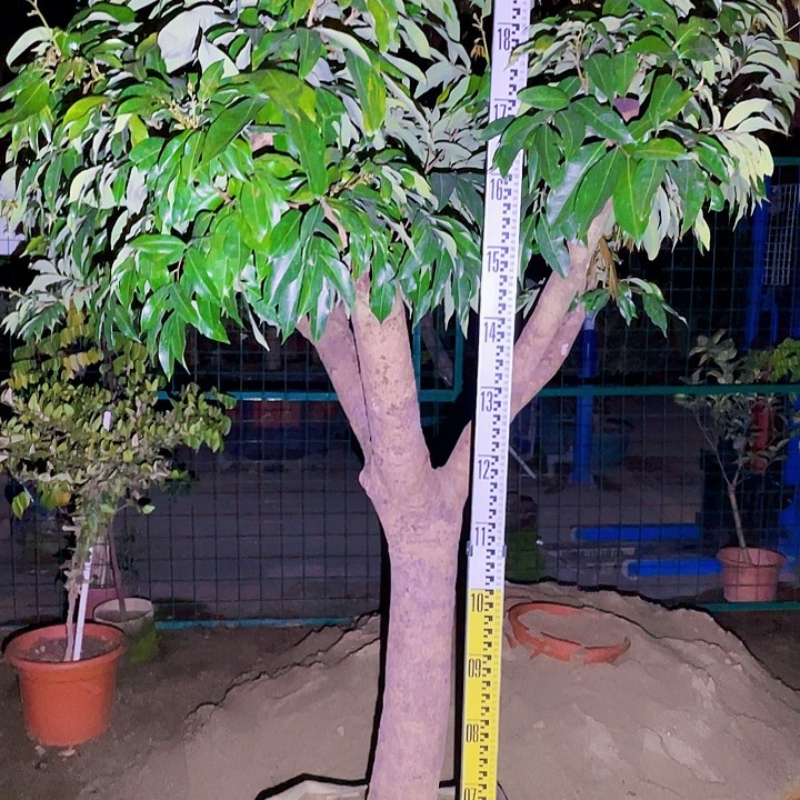 完全开放果树88888