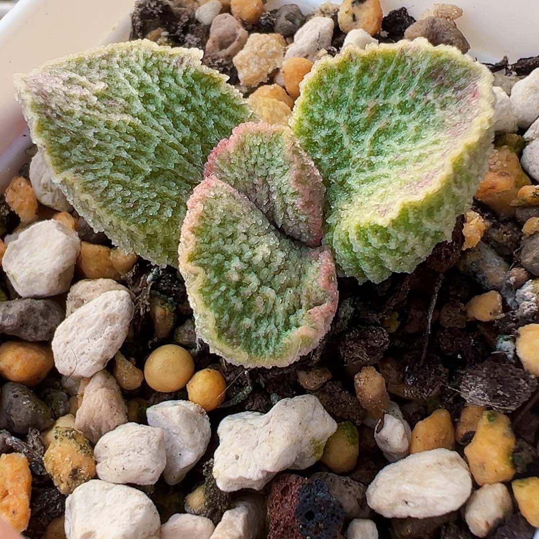 L-019 实生水泡 出叶片。