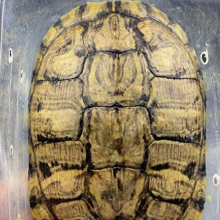 巴西彩龟母666666