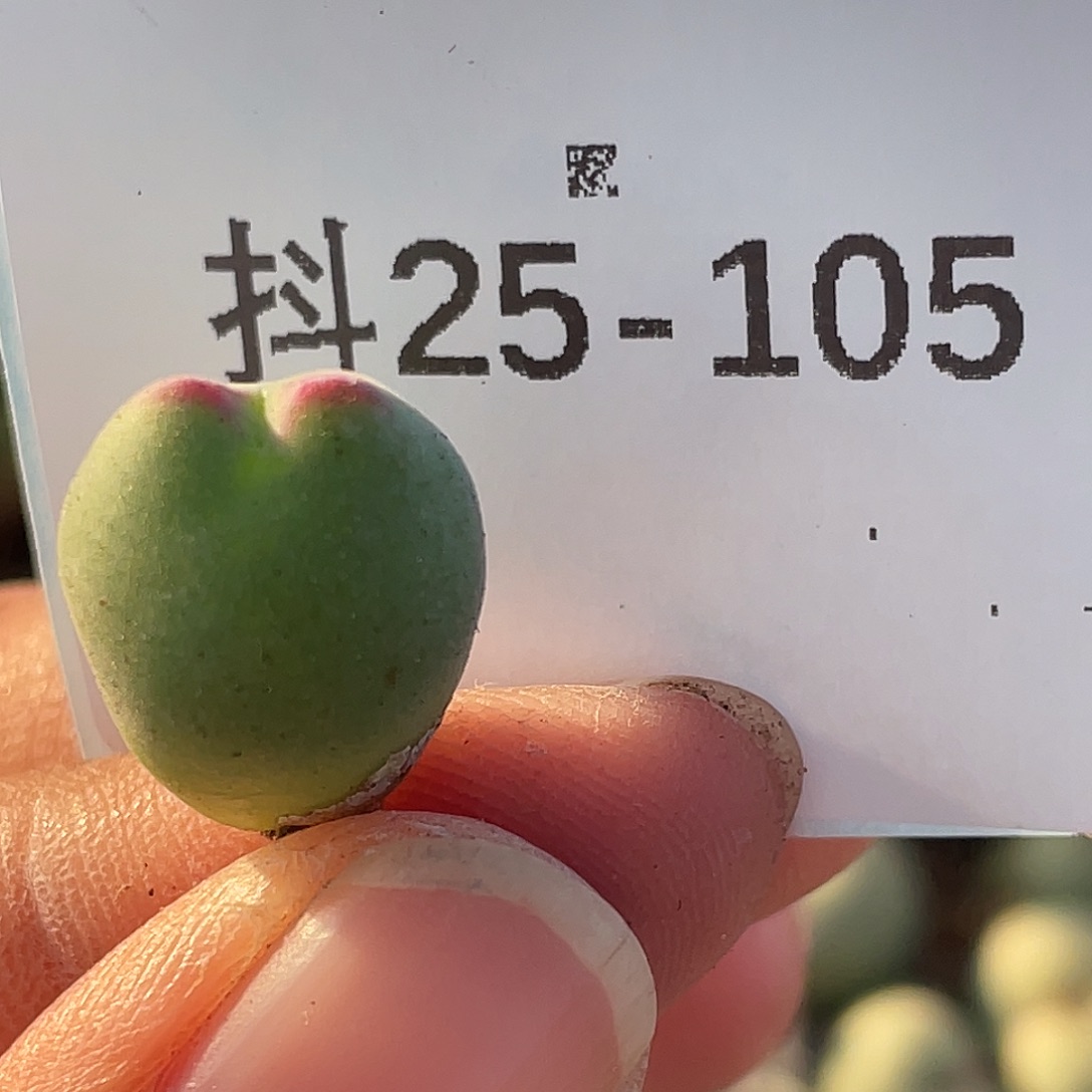 别****25-105皮卡丘多肉植物