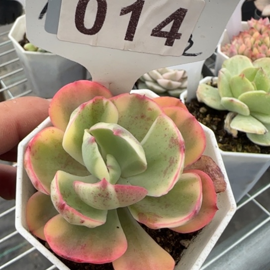 14西洋牡丹锦满18包邮多肉