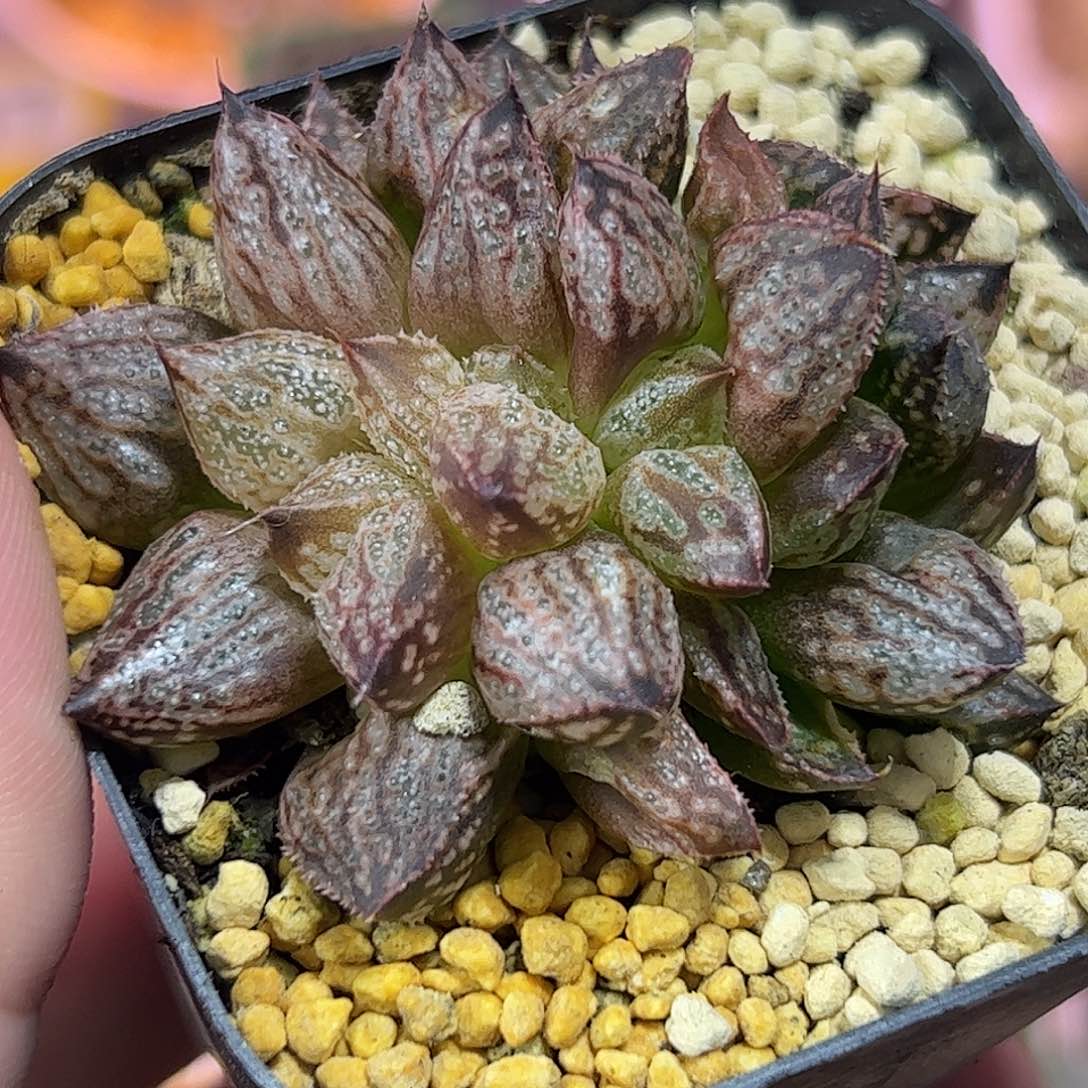 皇妃变异缀化十二卷多肉植物