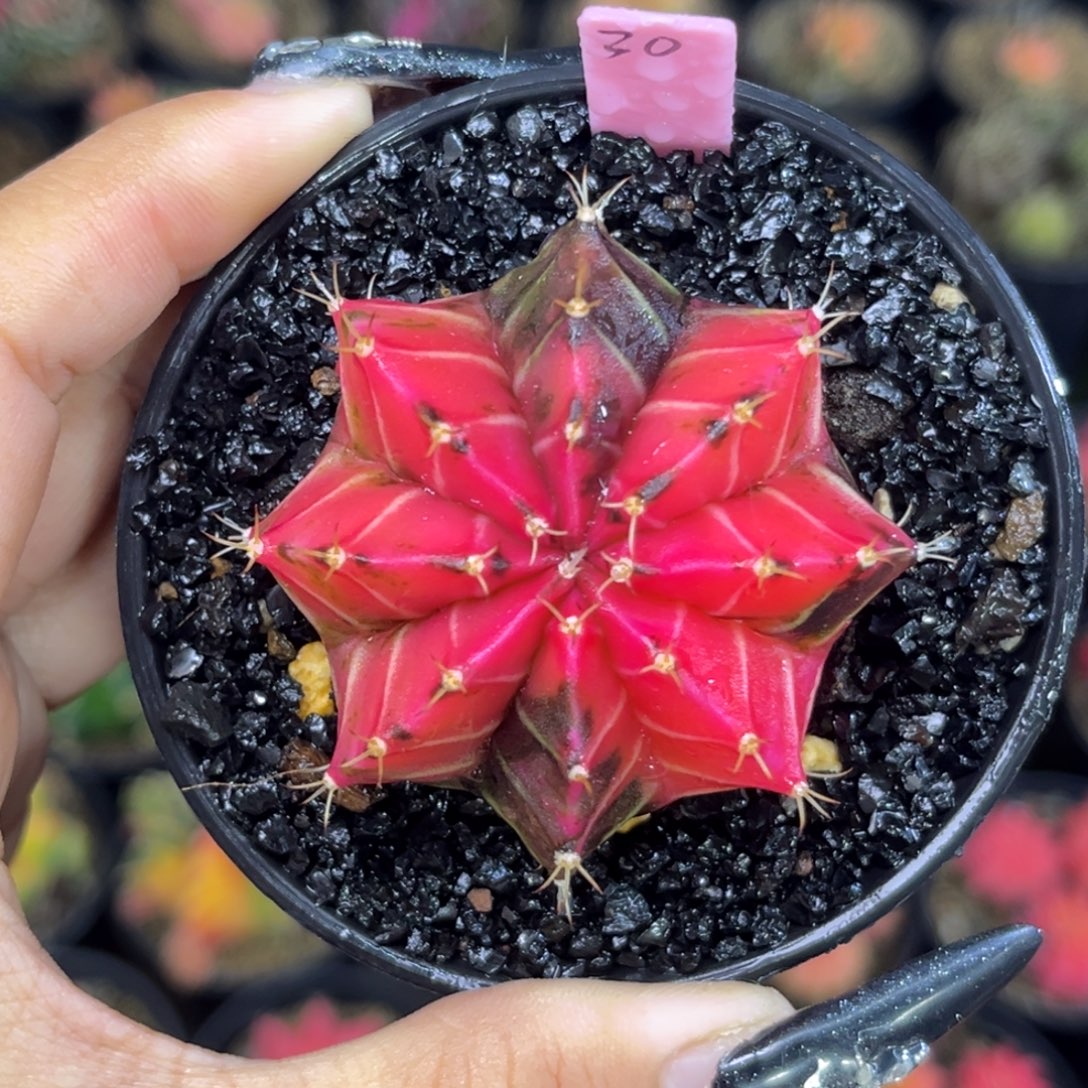 30。 带盆土发货 福利