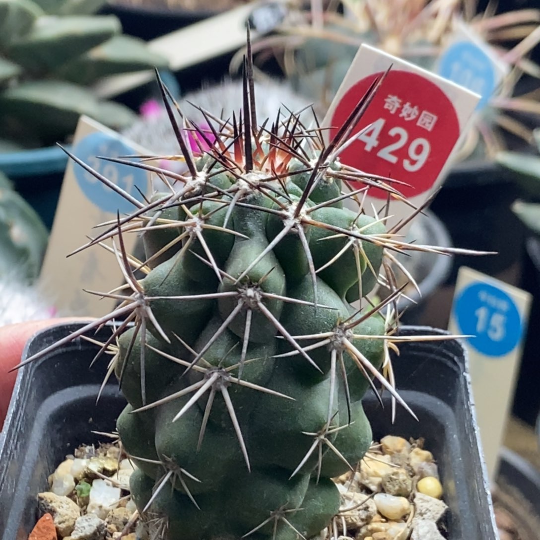 实生带中刺狂刺龙爪球3.8cm