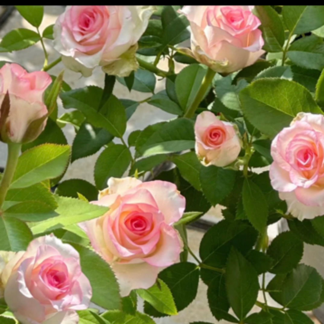 胭脂透（小爱莎）  一盆多颗四季开花   阳台庭院盆栽月季花植物