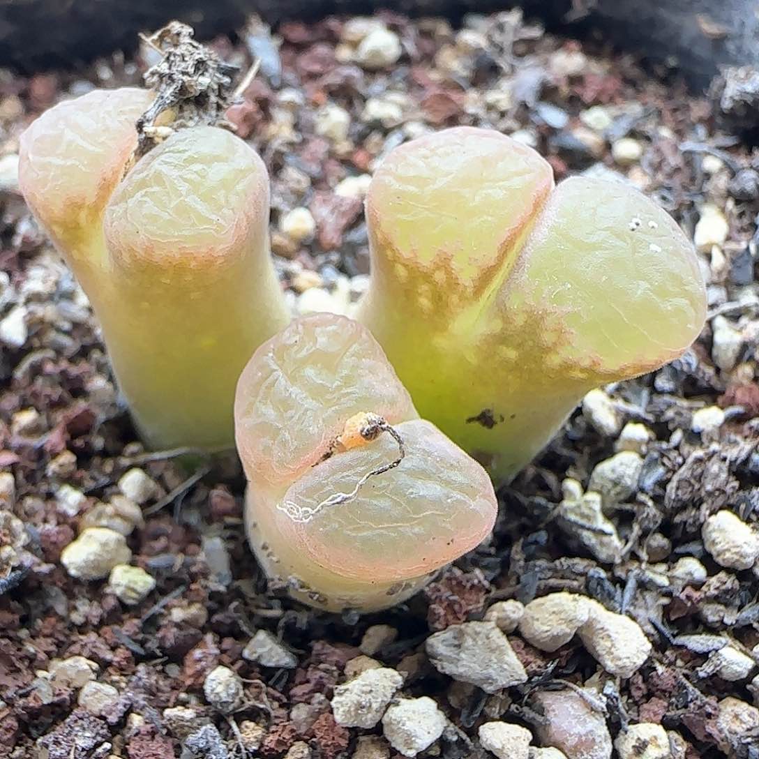 脱土满28包邮24751