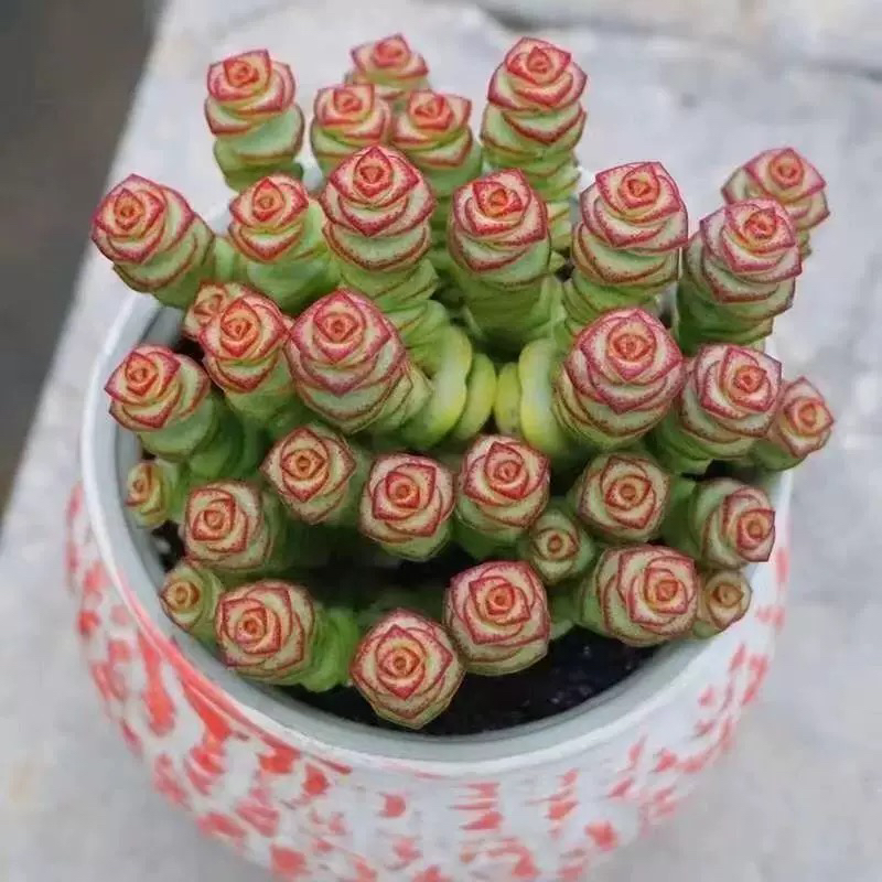 【满9.9包邮】钱串小群脱土发货多肉植物以直播间展示为准