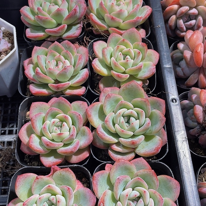 单头大泡芙带盆土