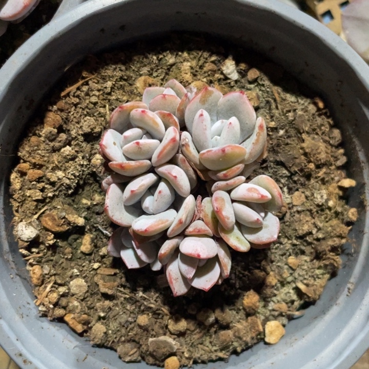 7头无砍韩版奶茶，尺寸6cm