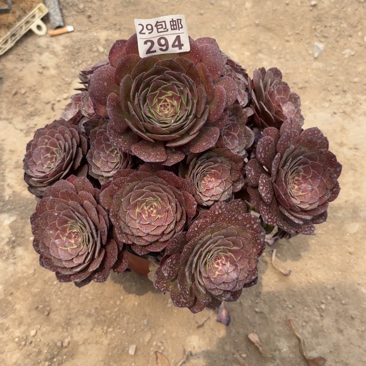 灰姑娘，不包断枝