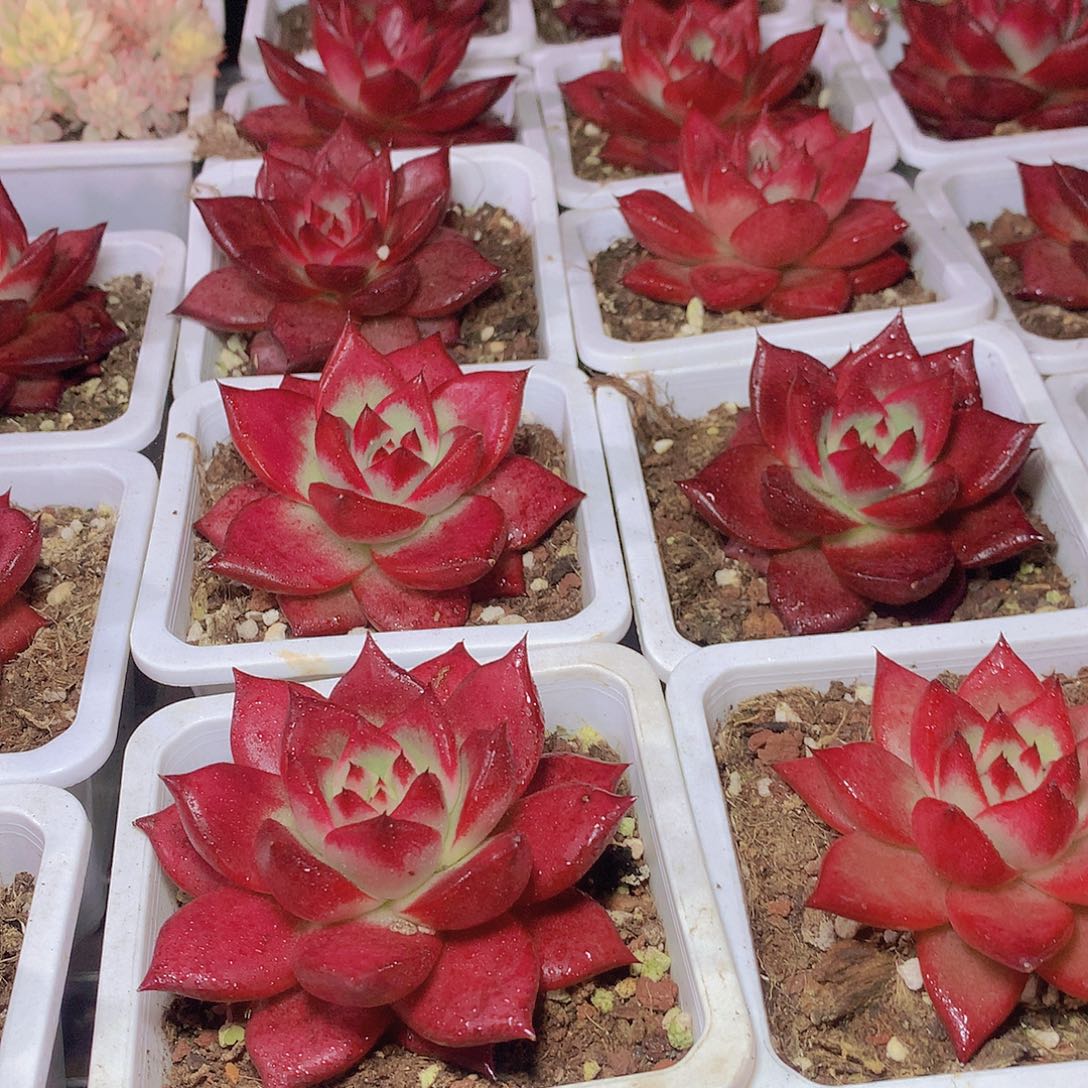 红钻2456789900000000