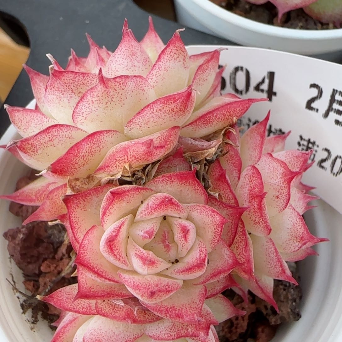 花语逸镜0206-604