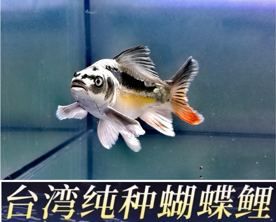 白色精选贵妃蝴蝶鲤普身普短观赏鱼