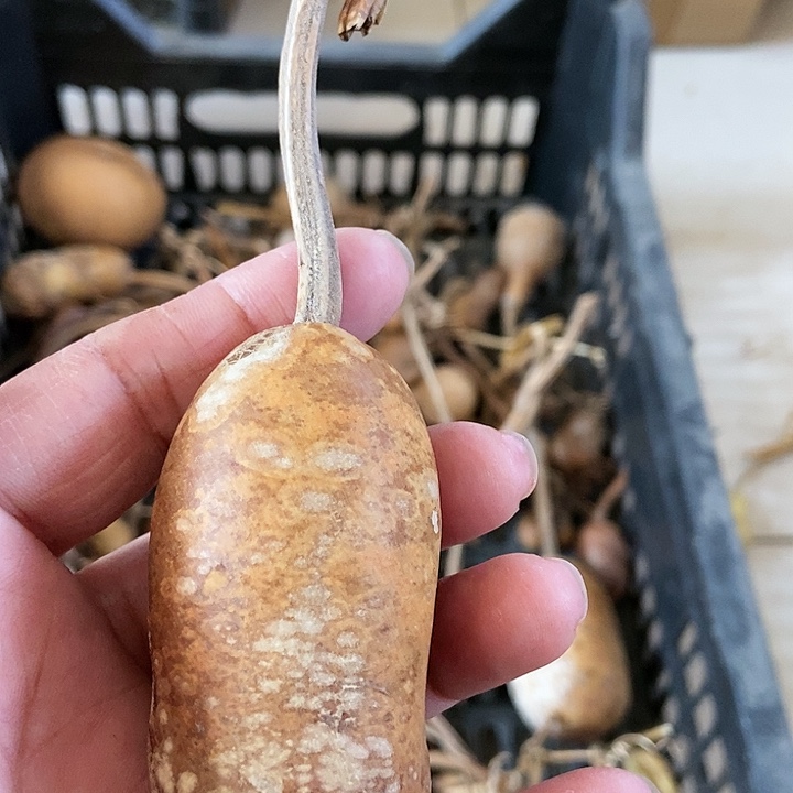 观**涛avjs js a ba bs h