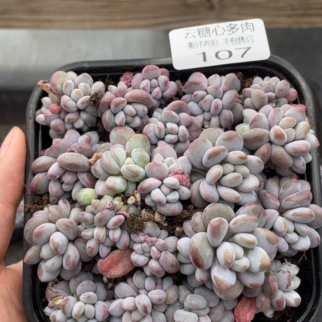 云糖心多肉植物107
