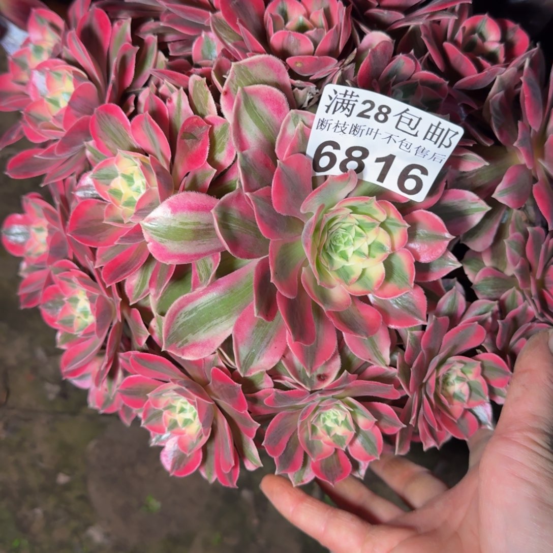 6816女妖多肉植物