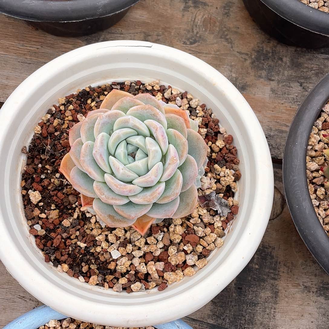 悠*多肉植物一物一拍